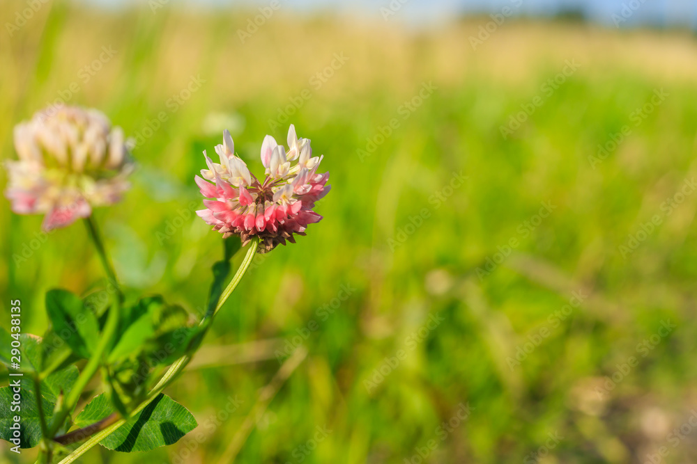 Wild flower clover. Pink flower in the field. Beautiful plant. Wild flower clover. Pink flower in the field. Beautiful plant.