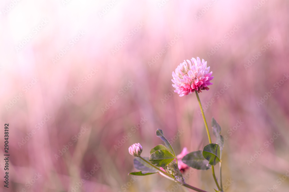 Fototapeta premium Wild flower clover. Pink flower in the field. Beautiful plant.