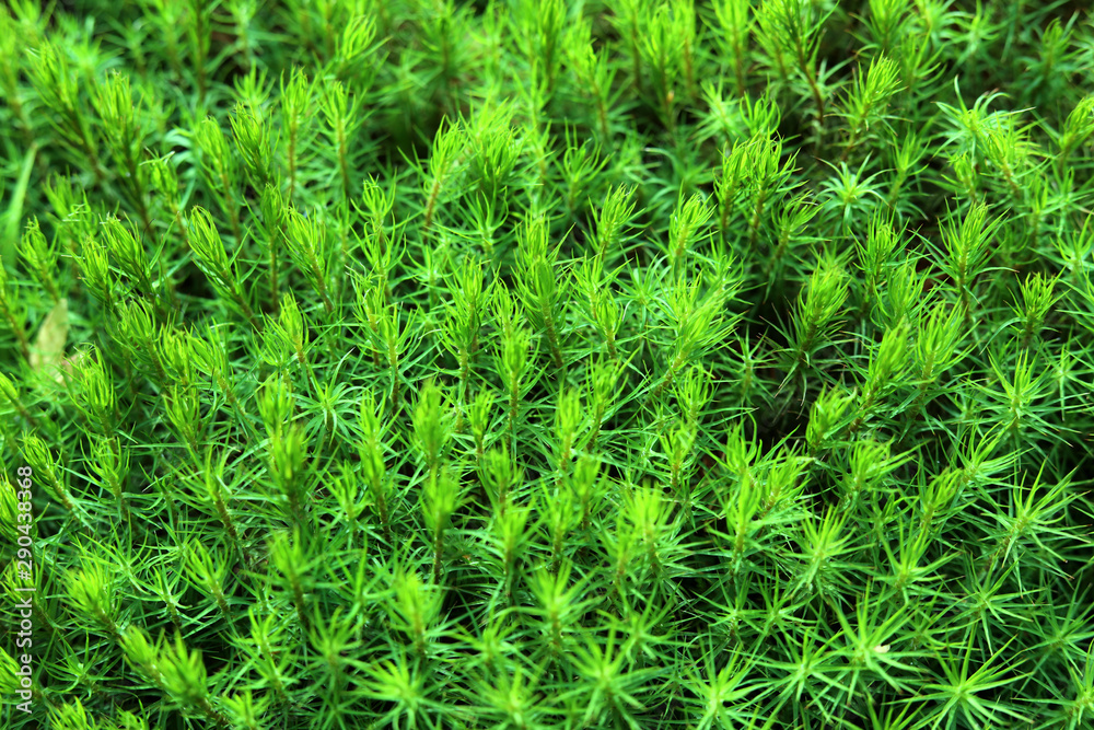 Green moss in the forest. Natural natural background. Green moss in the forest. Natural natural background.