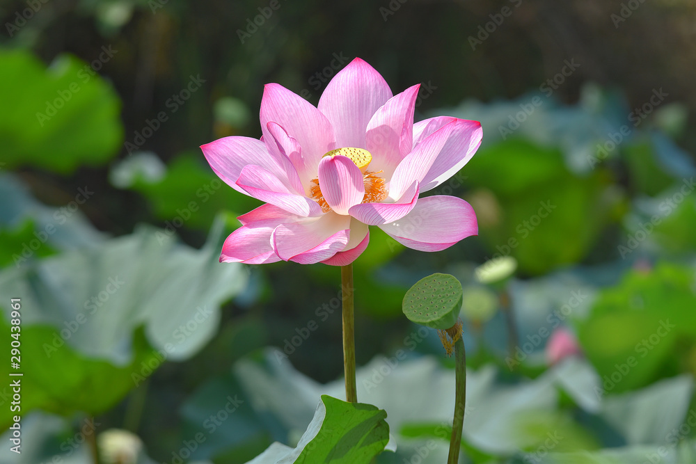 lotus flower plants with green leaves in lake lotus flower plants with green leaves in lake