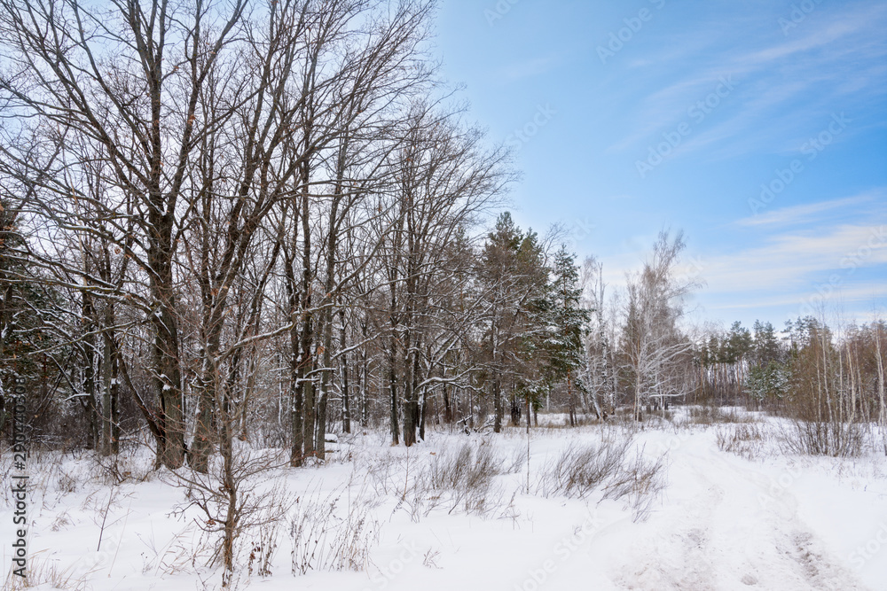 Winter landscape. Snowy trees, frost, big snowdrifts and snowfall. Winter landscape. Snowy trees, frost, big snowdrifts and snowfall.