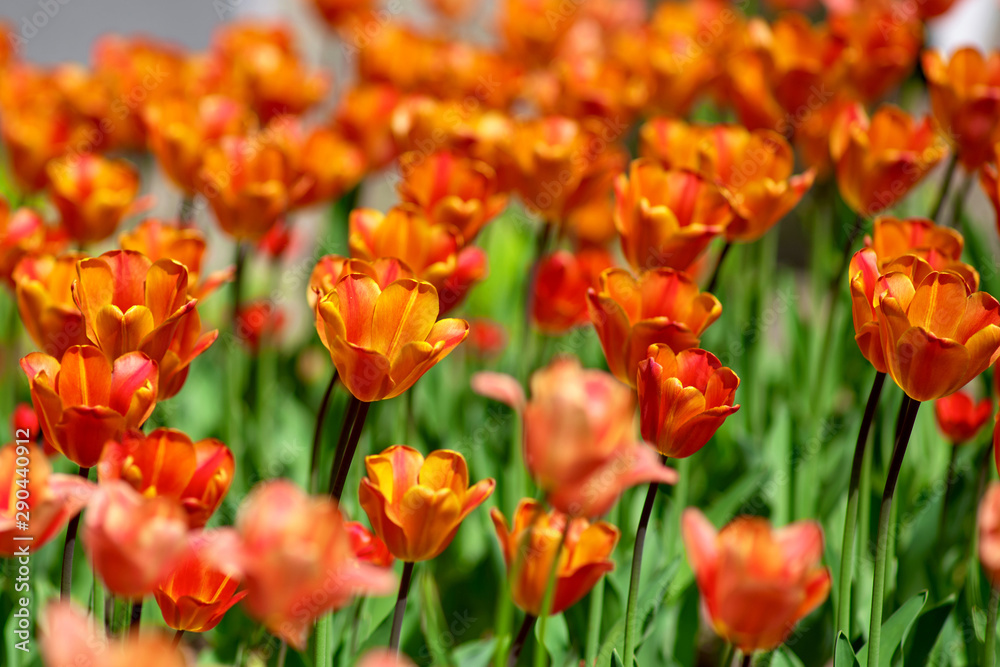 Field of blooming red tulips, spring sunny day Field of blooming red tulips, spring sunny day