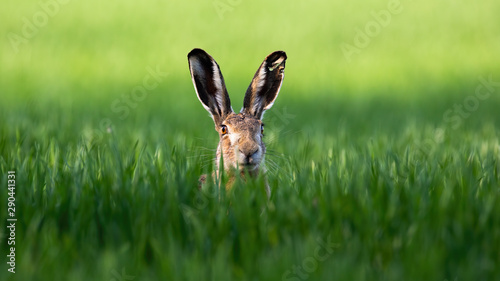 Wild brown hare, lepus europaeus, looking with alerted ears on a green field in spring. Rabbit hidden in grass facing camera with copy space. © WildMedia