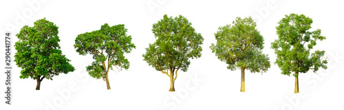 collection tropics and subtropics tree isolated on white background