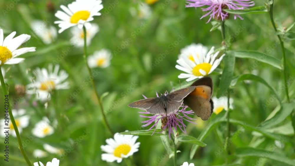 Butterfly shokoladnitsa. Butterfly shokoladnitsa.
