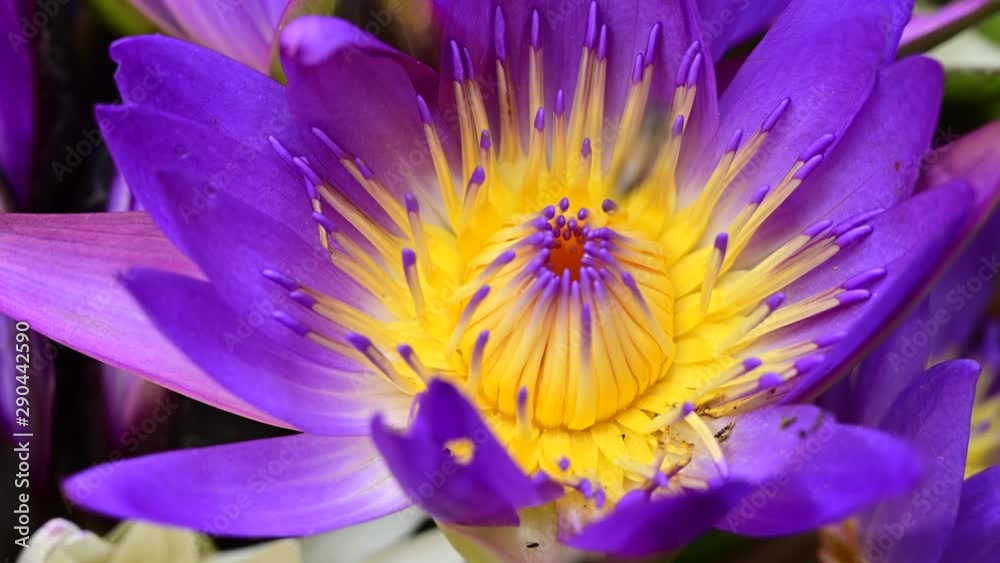 4K : Bee on Lotus flower in Pond.Bee on pink lotus in morning. 4K : Bee on Lotus flower in Pond.Bee on pink lotus in morning.