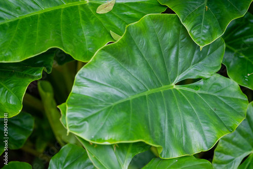 background of green leaves