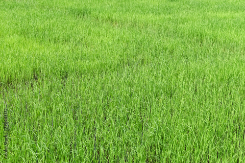 Rice seedlings in the Rice fields