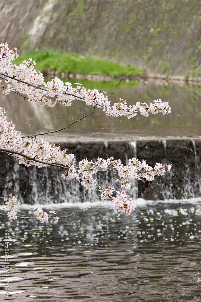 小川と桜（縦）