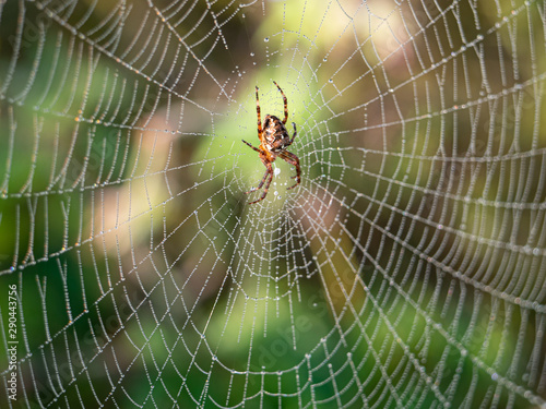 Spinne im Spinnennetz mit Tautropfen im Gegenlicht