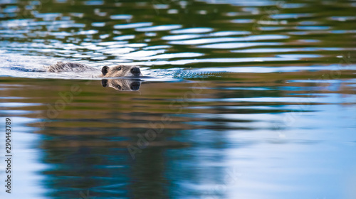 Beaver