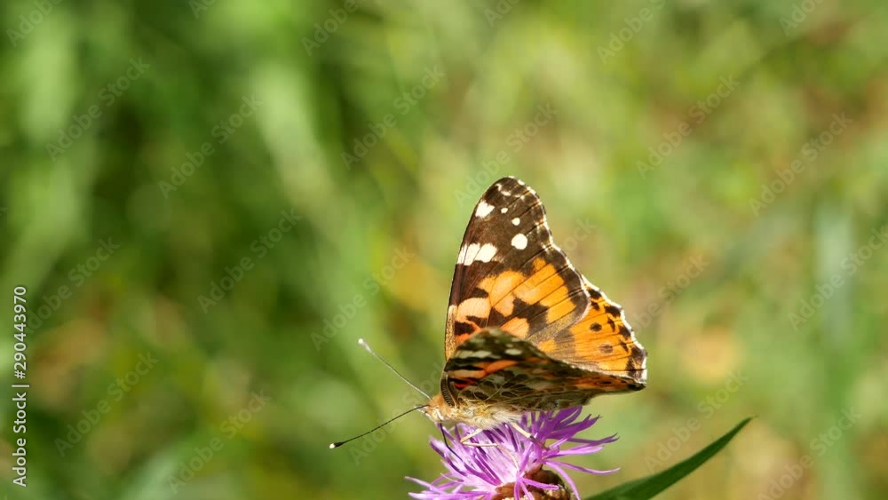 butterfly on flower