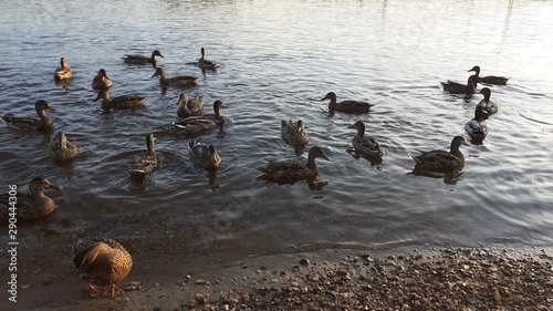 wild duck stay in the city