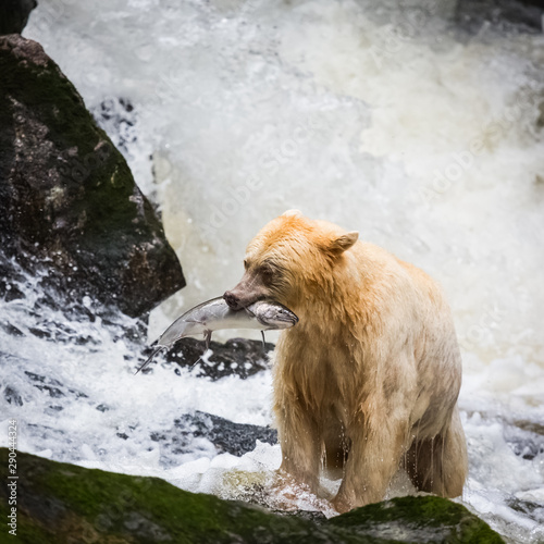 spirit bear photo