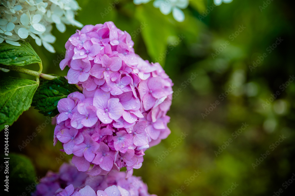 Beautiful bush of hydrangea flowers, Blue and purple Hydrangea or Hortensia flower with green leaves blooming in spring garden. Nature background.purple, pink, blue flowers in park, street.Copy space Beautiful bush of hydrangea flowers, Blue and purple Hydrangea or Hortensia flower with green leaves blooming in spring garden. Nature background.purple, pink, blue flowers in park, street.Copy space