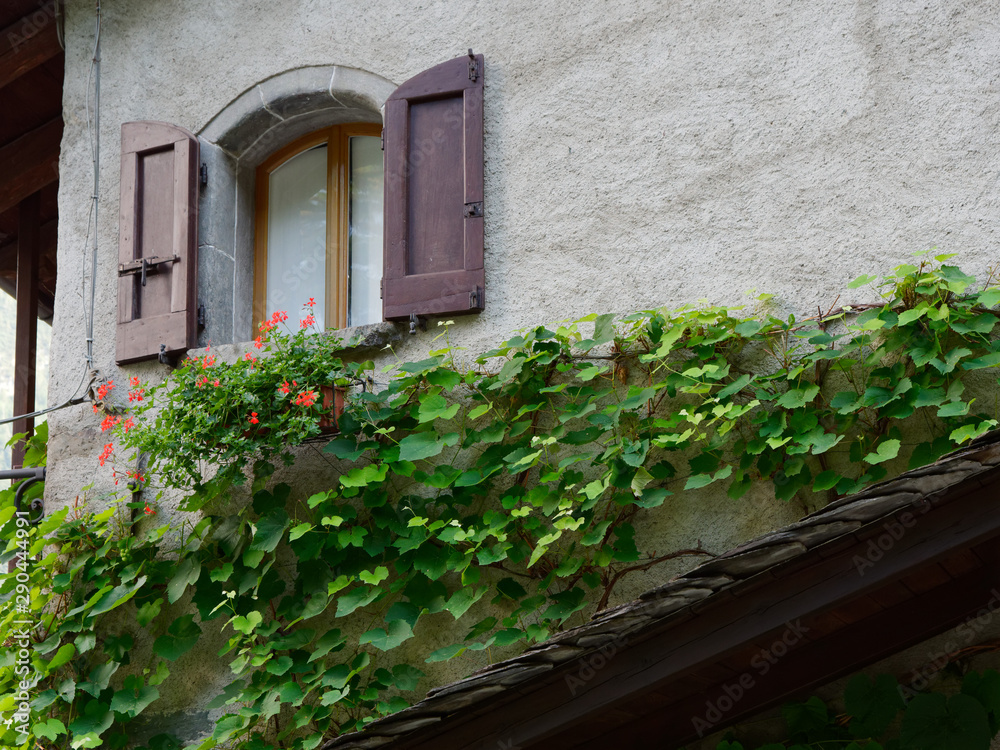 beautiful window with greenery on the wall of an italian house