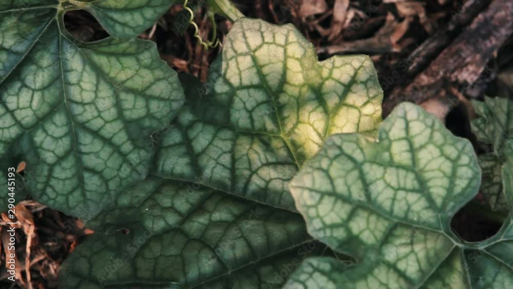 Loofah leaves shaking in breeze with late afternoon, speckled sun. Shallow depth of field shows off the intricate design on the surface of the leaves and their prominent veins. An ant crawls across.
