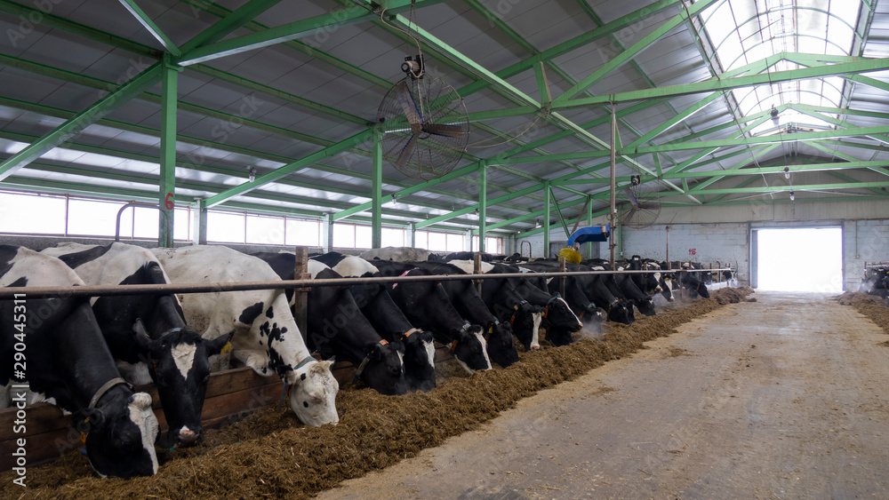 cows and calves on a livestock farm