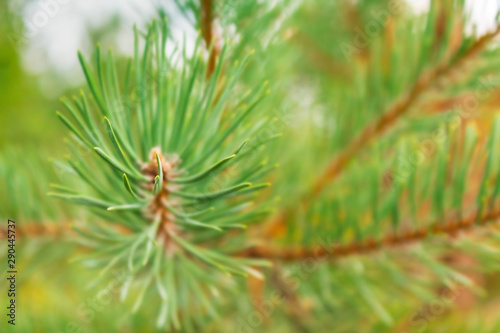 Close up blurred photo of pine needles.