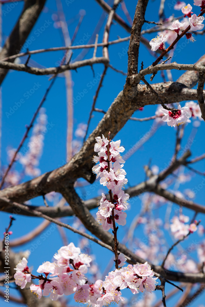 Pink blossom sakura flowers on a spring day in Japan., Beautiful flowering Japanese cherry - Sakura. Pink blossom sakura flowers on a spring day in Japan., Beautiful flowering Japanese cherry - Sakura.
