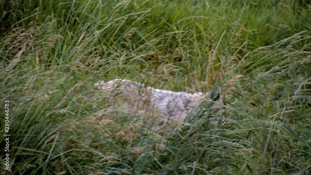 A grey wolf named Koa.