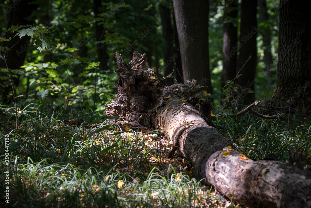 Obraz premium Природа