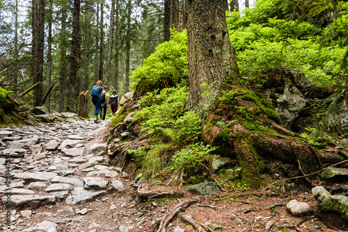 Path in deep pine forest. Tatra mountains. Poland