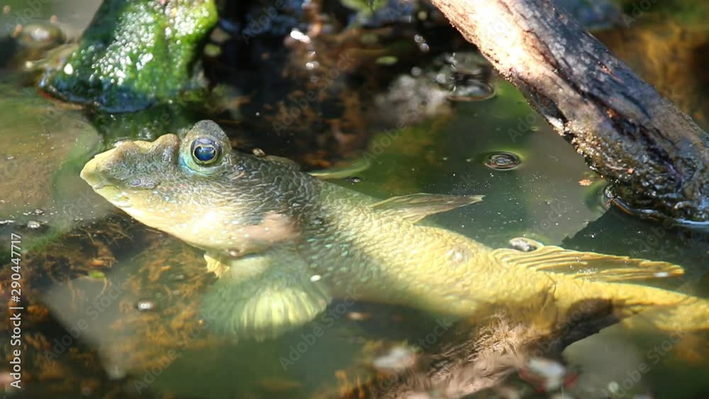 Mudskipper laying in pond , Chiangmai Thailand Mudskipper laying in pond , Chiangmai Thailand