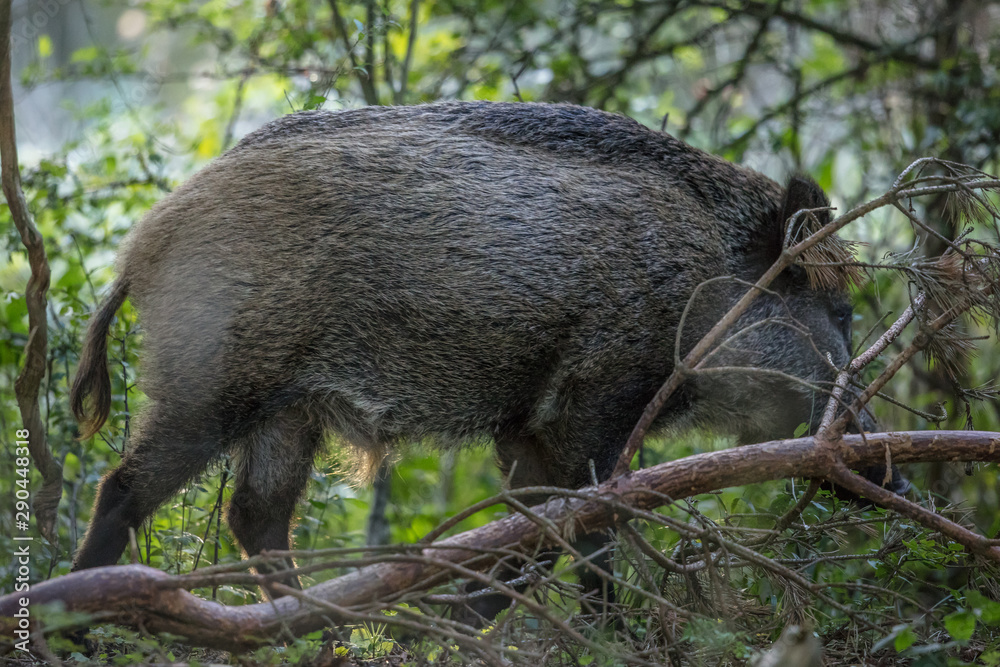 wildschwein wildschwein