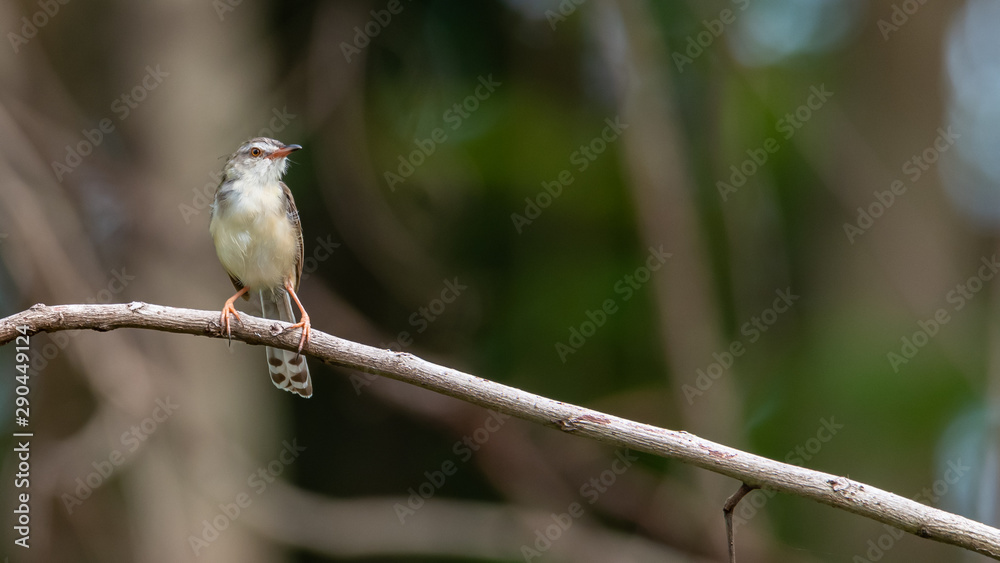 Obraz premium Rufescent Prinia perching on a perch looking into a distance