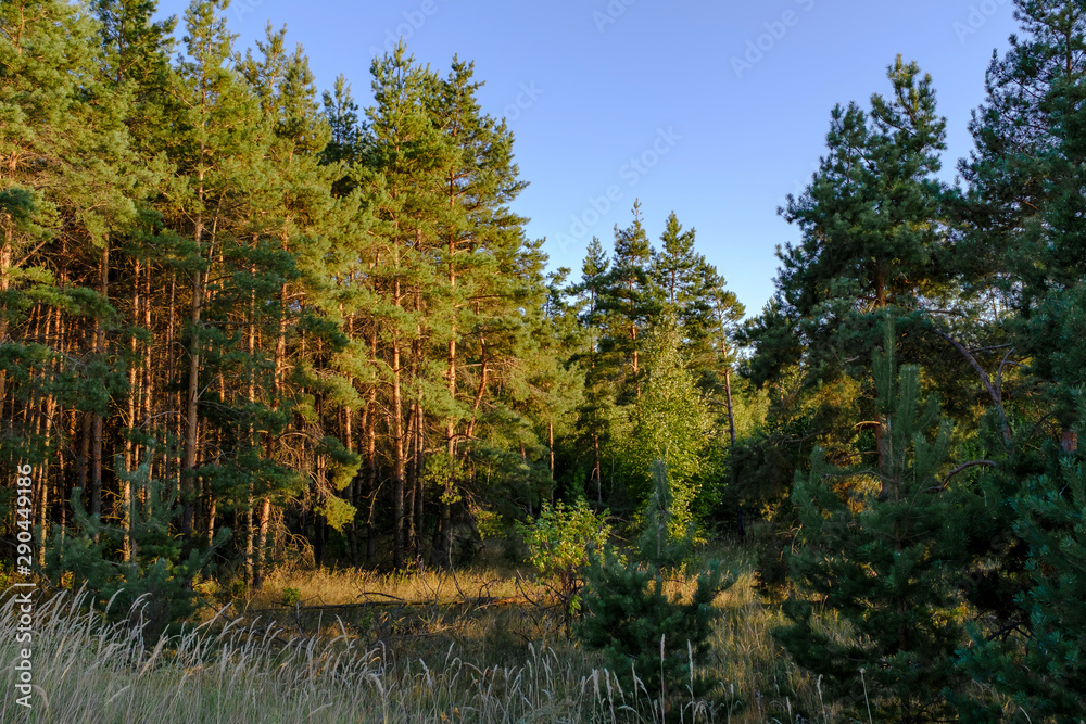 Obraz premium Природа