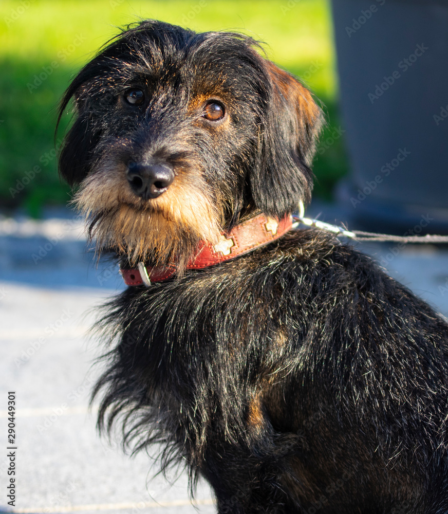 Black Wire Haired Dachshund