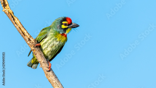 Coppersmith barbet perching on a perch looking into a distance with blue sky in background