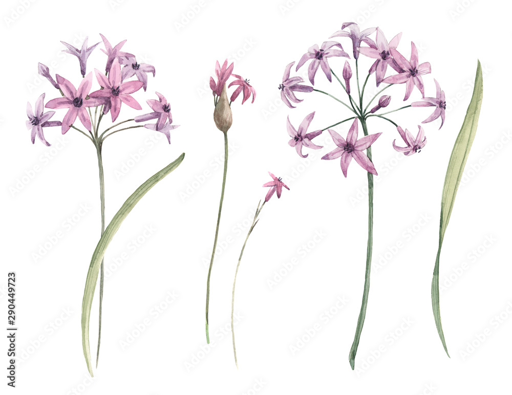 Watercolor allium flower illustration - obrazy, fototapety, plakaty 
