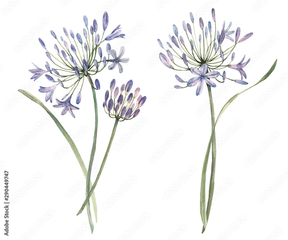 Watercolor allium flower illustration - obrazy, fototapety, plakaty 