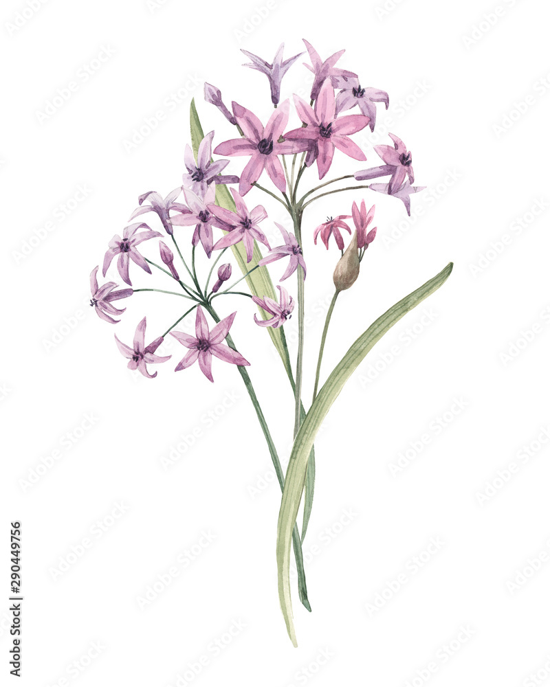 Watercolor allium flower illustration