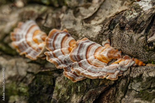 Billede på lærred Turkey Tail Mushroom growing on dead hardwood stump