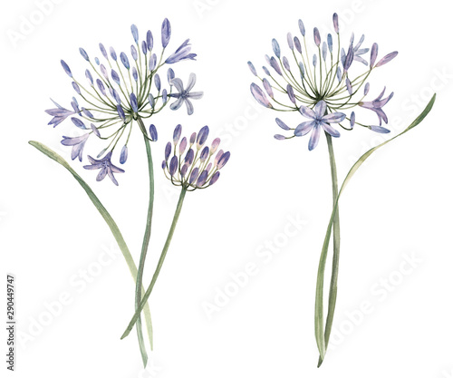 Watercolor allium flower illustration photo