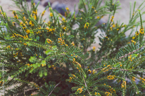 eutaxia obovata (also called egg and bacon plant) with green spiky leaves and yellow flowers photo