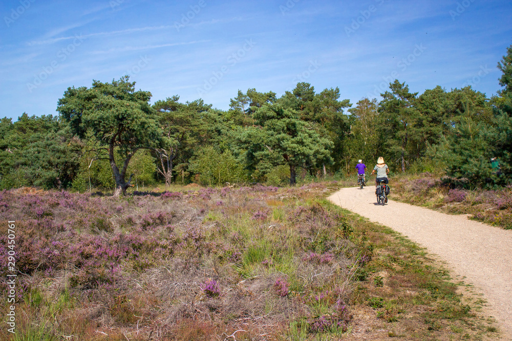 Cycling tourists in National Park Maasduinen, the Netherlands