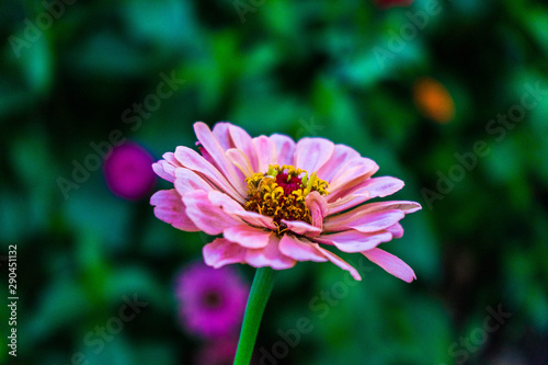 pink flower in garden