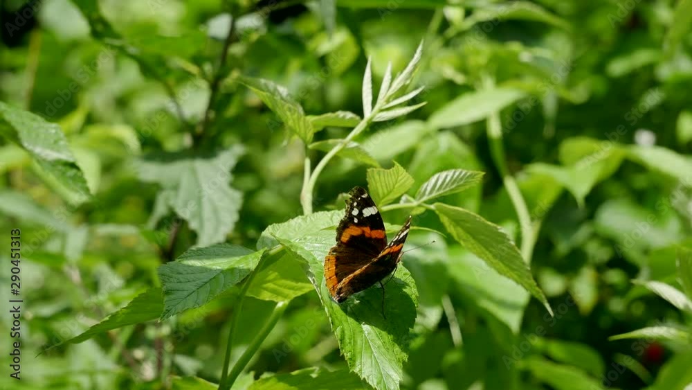 The butterfly the admiral flies away. The butterfly the admiral flies away.