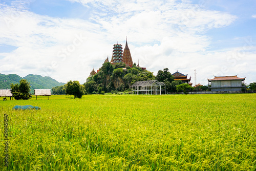 rice field with thai temple background