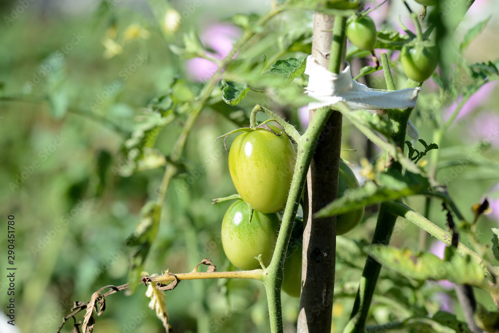 Unripe green tomatoes in the summer garden. The green tomatoes on a branch close-up in sunny day