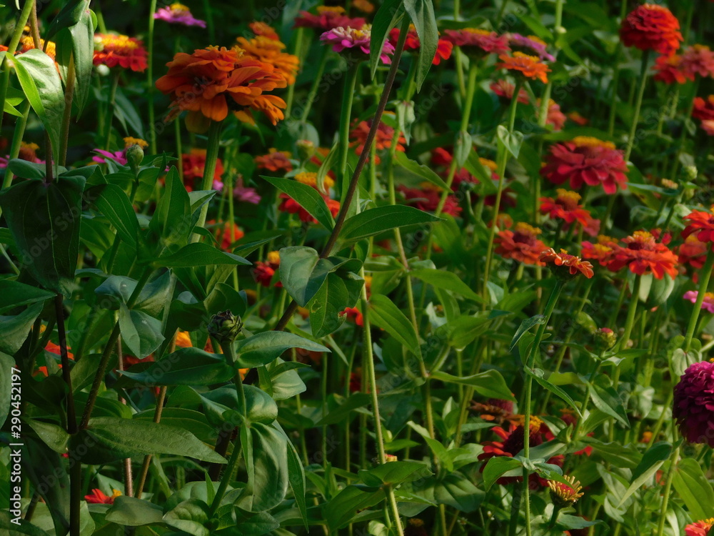 Naklejka premium red flowers in the garden