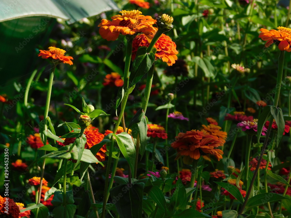 Obraz premium red flowers in the garden