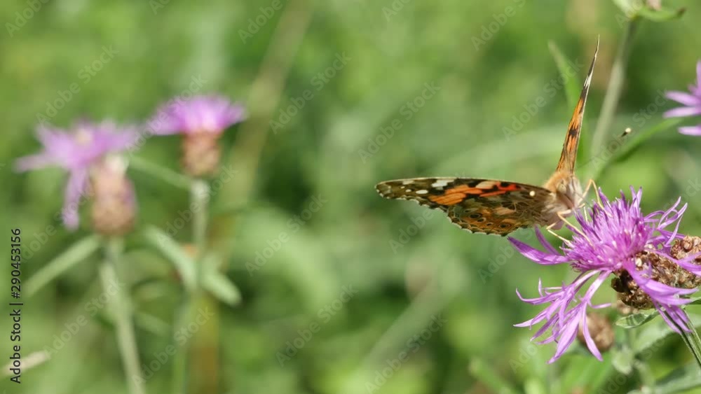 butterfly on flower