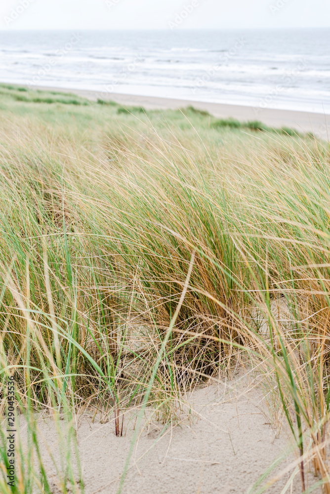 Sandy dunes overgrown with grass on the sea coast. Sandy dunes overgrown with grass on the sea coast.