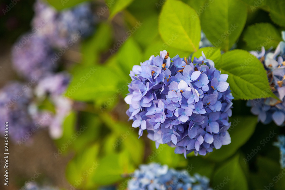 Hydrangea flower full bloom in garden. Hydrangea flower full bloom in garden.
