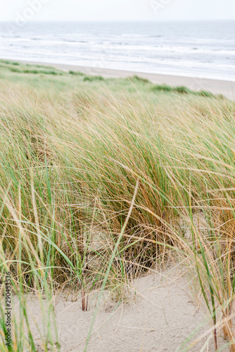 Sandy dunes overgrown with grass on the sea coast. © Iaroslava Zolotko